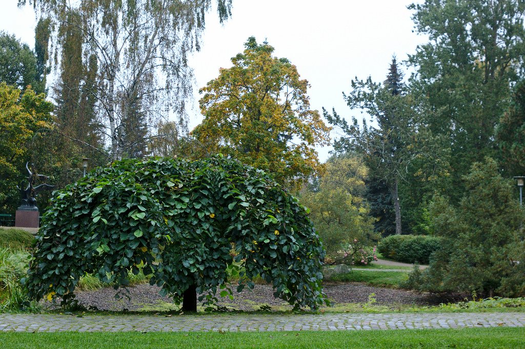 Tree in Park