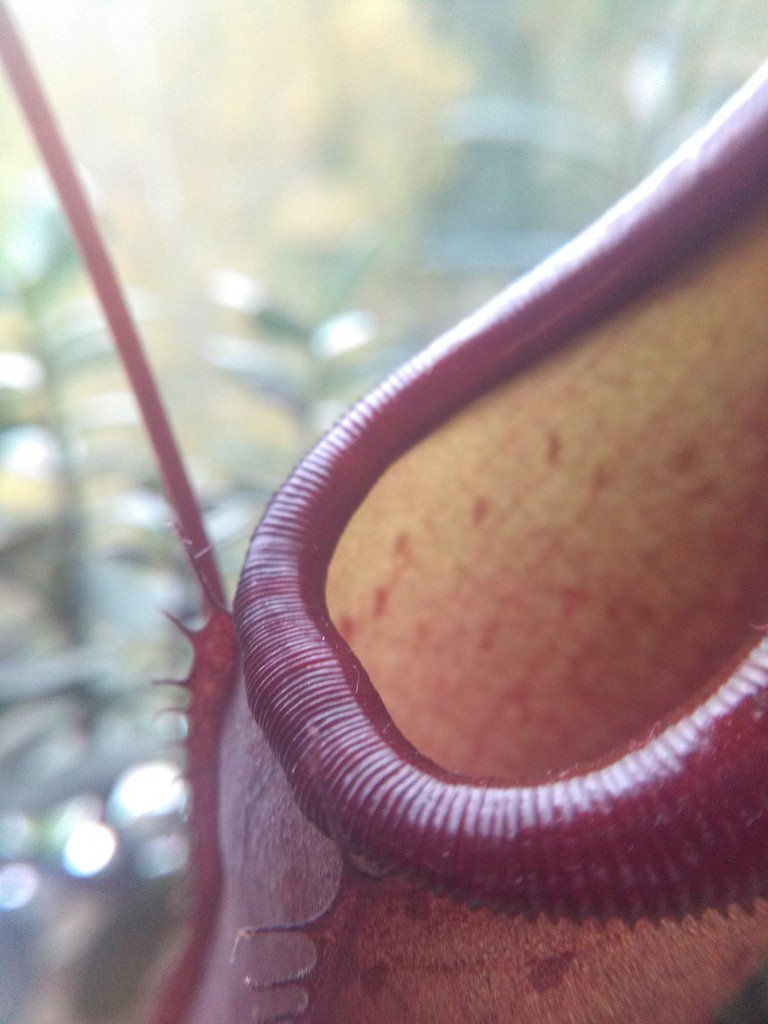 Nepenthes (macro)