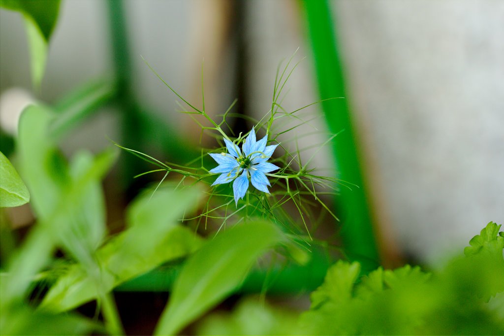 Nigella damascena