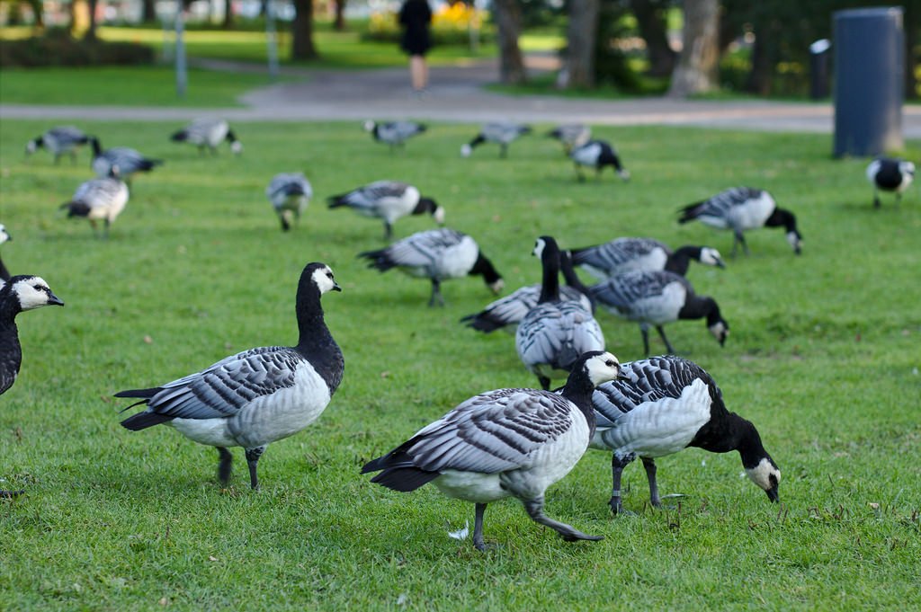 Migrating Barnacle geese