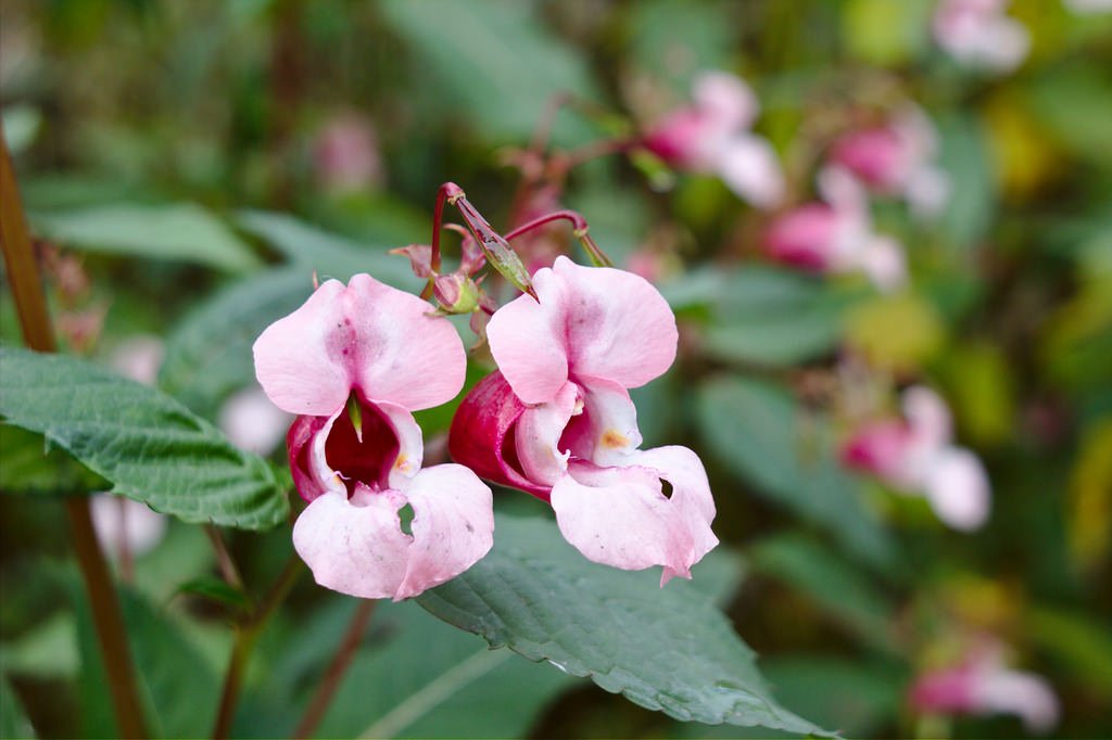 Impatiens glandulifera