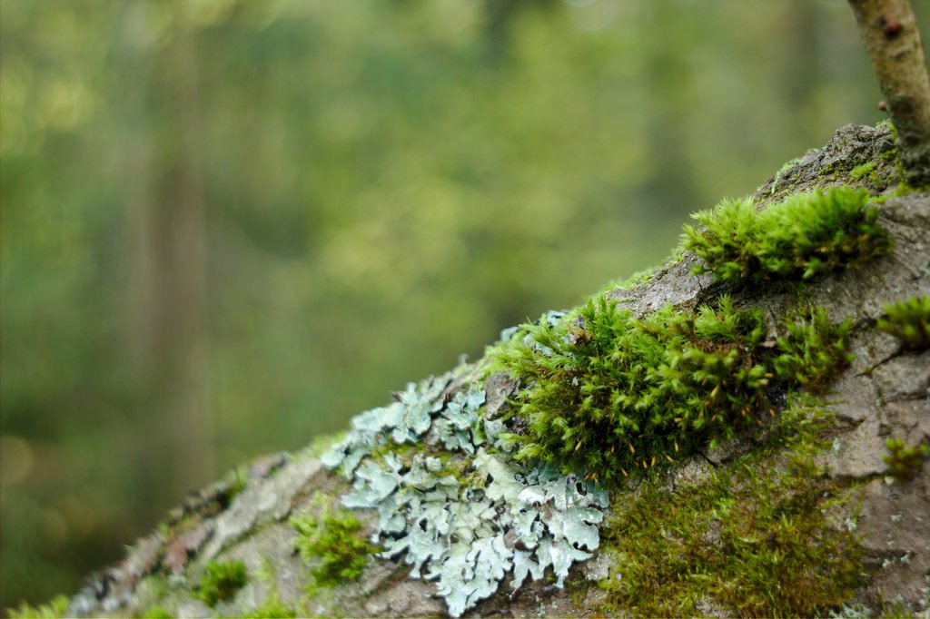 Moss