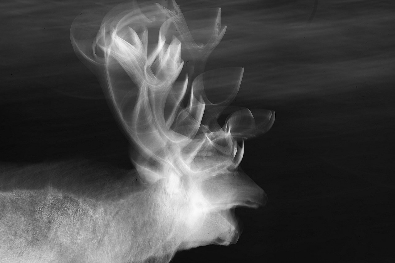 Horn of a deer