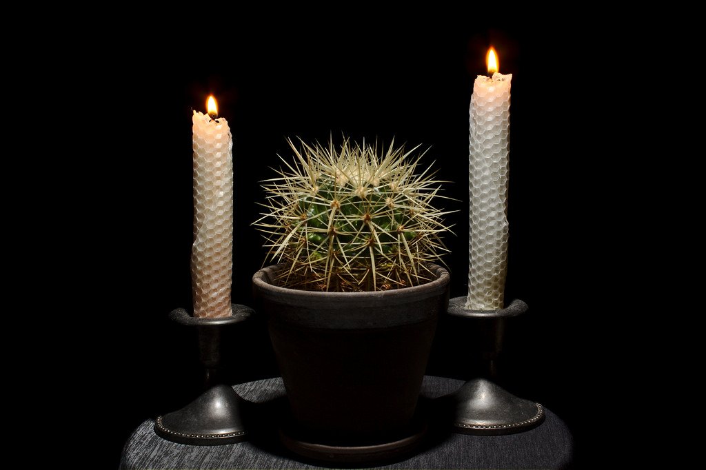 Cataloguing the plants Part #2, Leo's Echinocactus grusonii (203/365)