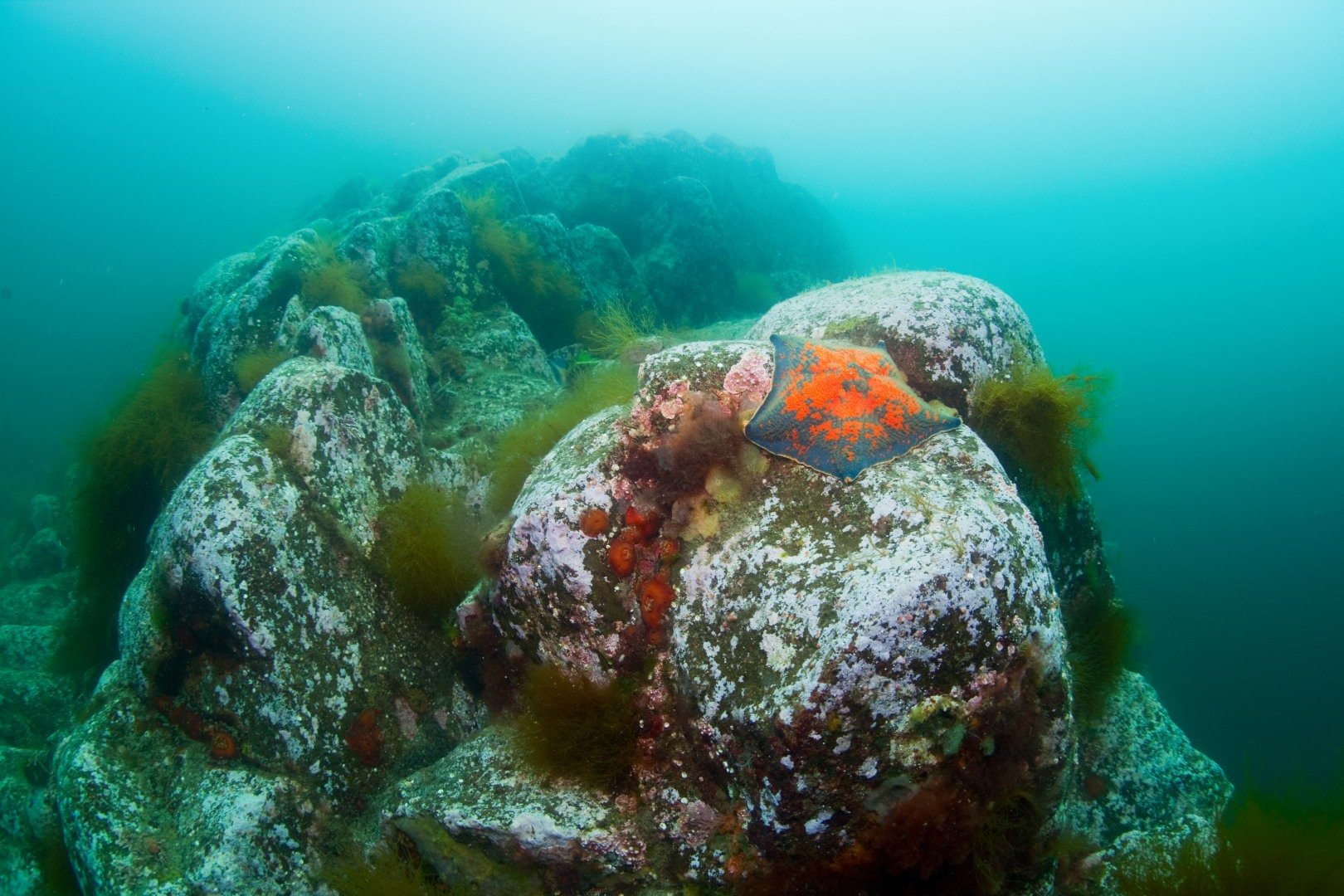 Kunashir underwater