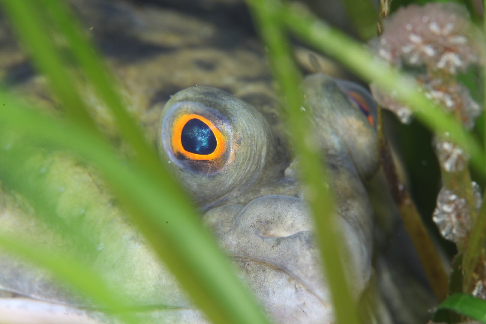 Kunashir underwater