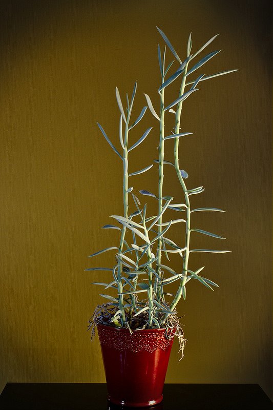 Cataloguing the plants Part #3, Leo's Senecio serpens (205/365)