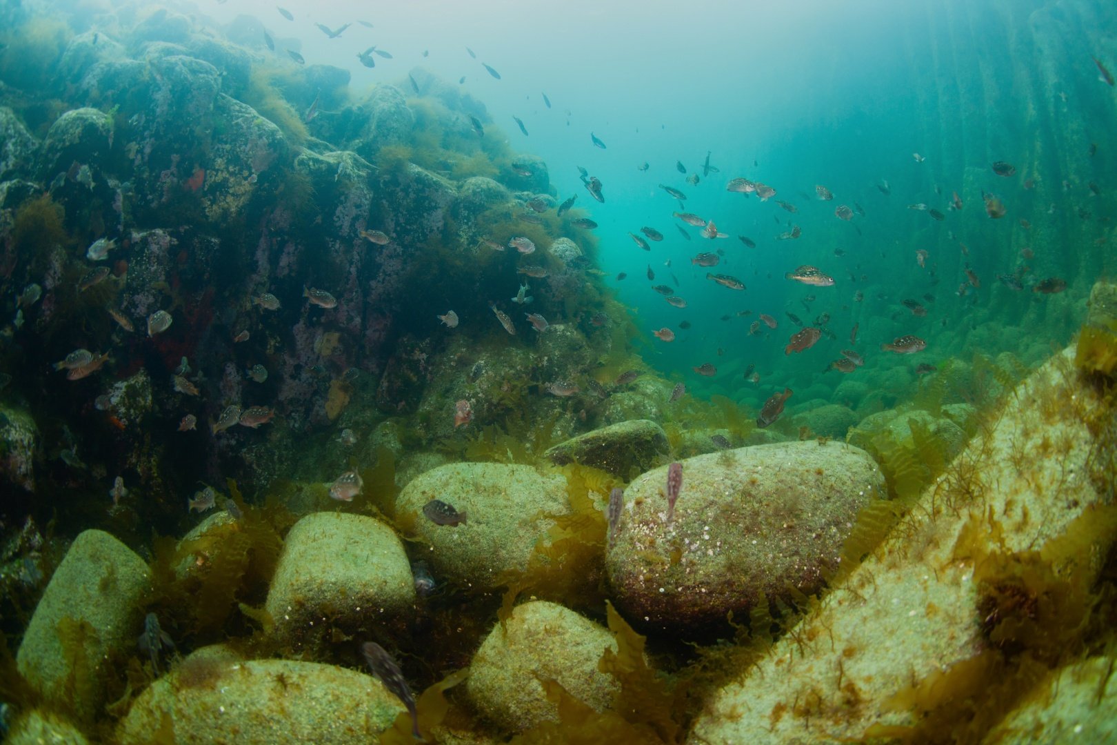 Kunashir underwater