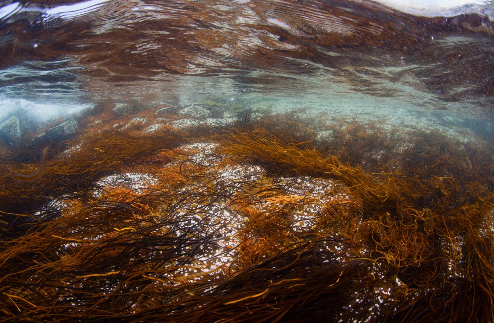 Kunashir underwater