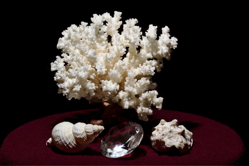 coral