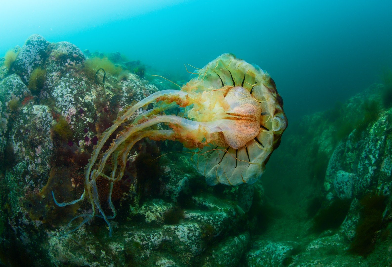 Kunashir underwater