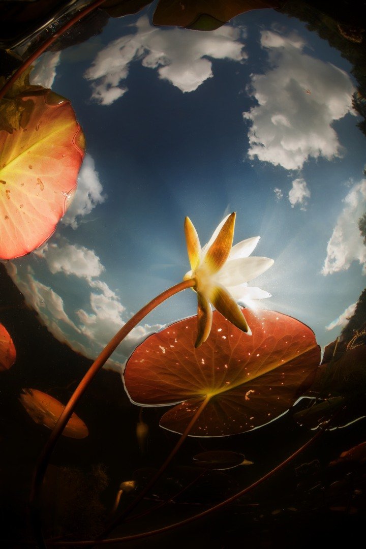 water lily