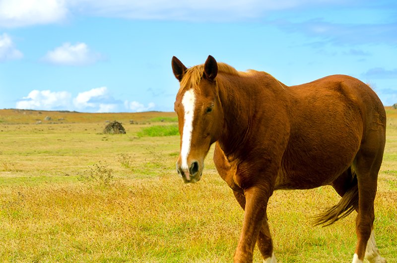 easter_island_n_beautiful_horse.jpg