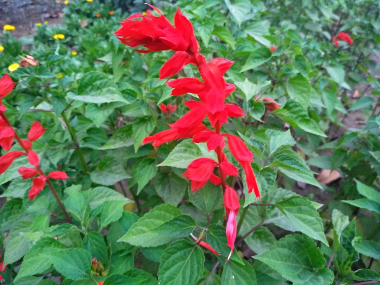 IMG_20200216_175857.jpg