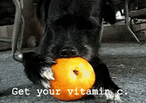 vitaminC dog.gif
