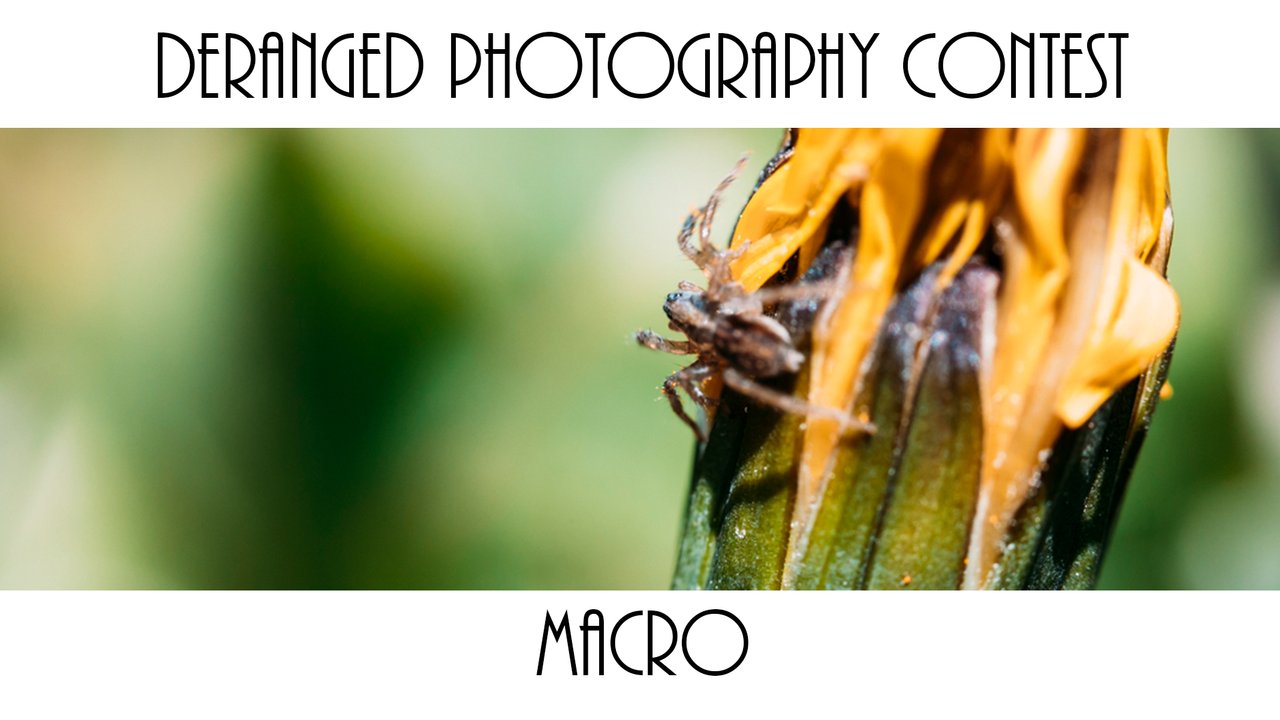 macro.jpg