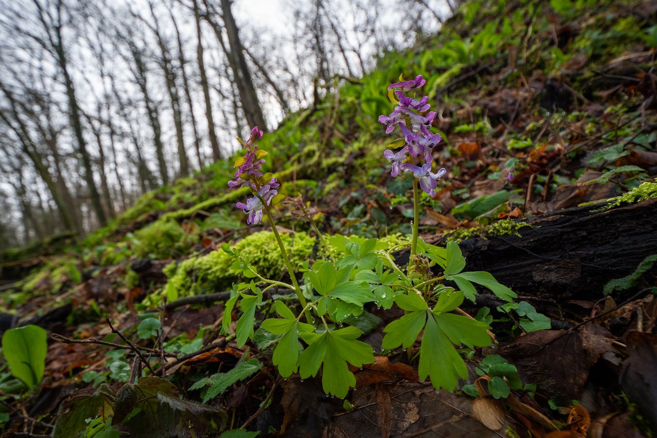 P1485350.jpg