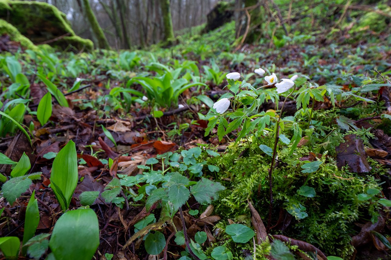 P1485349.jpg