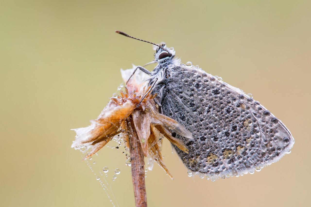 HauhechelBläuling Polyommatus icarus_Q22A8715.jpg