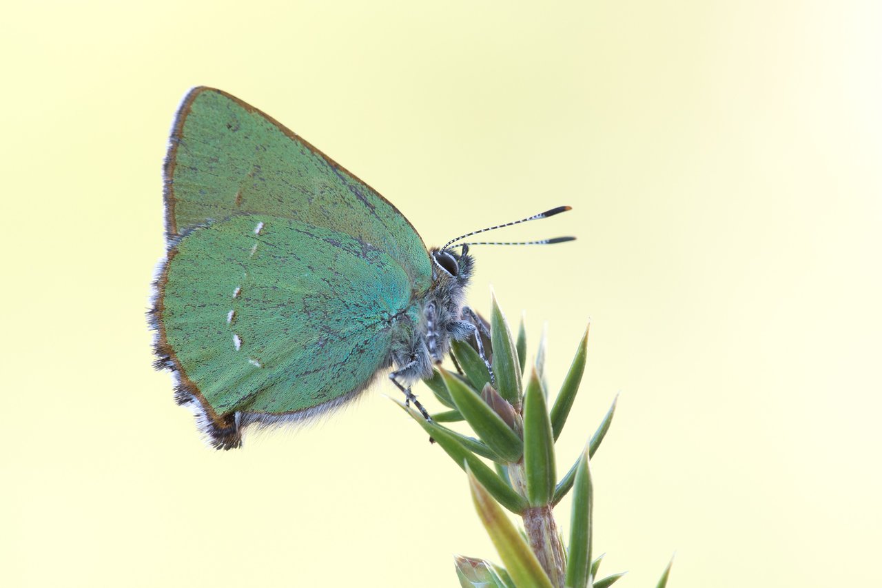 CI4A9427BF.jpg
