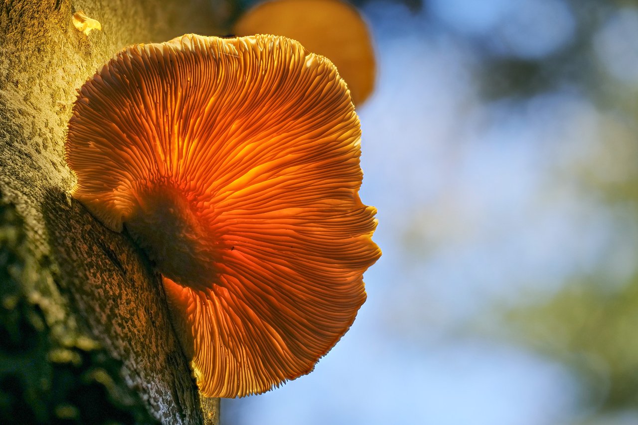 AusternSeitling Pleurotus ostreatus_P1351828_HF.jpg