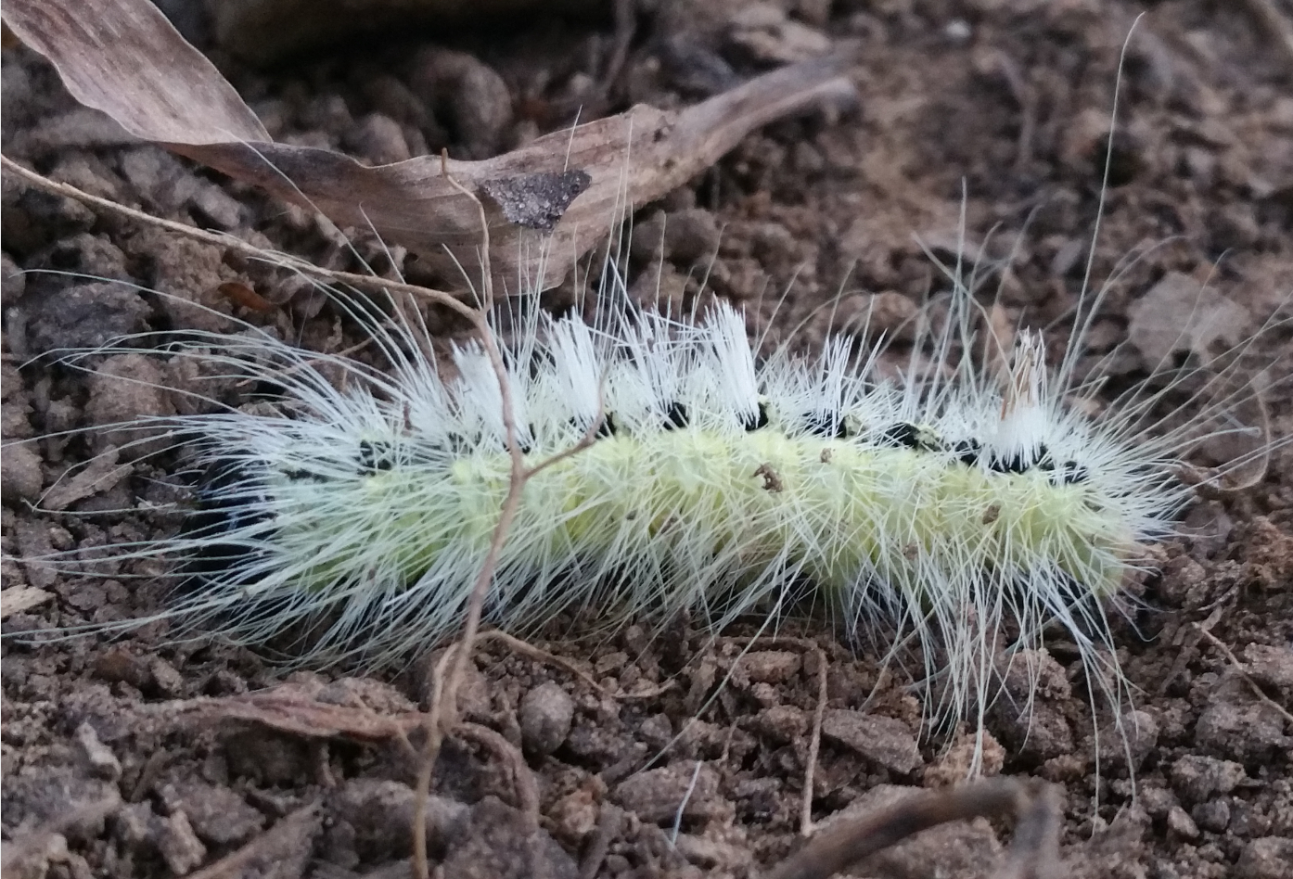 Bristle Looking Green Worm What S It Called Steemkr