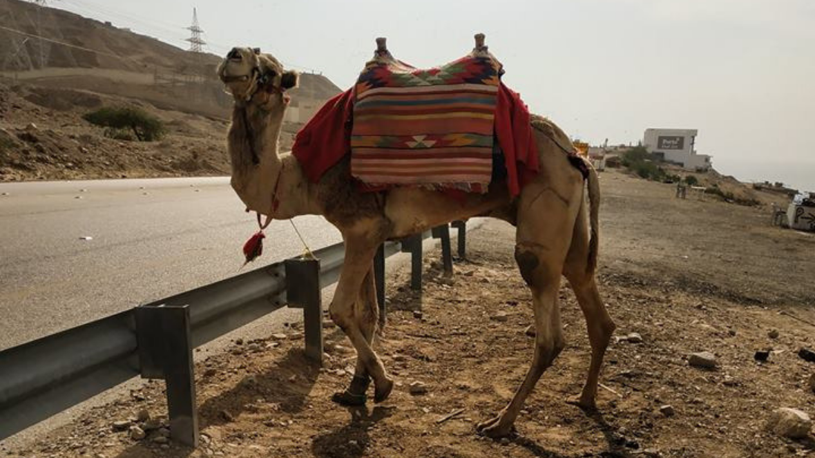 Traces of human activity in Jordan have been found dating back all the way to the Palaeolithic period