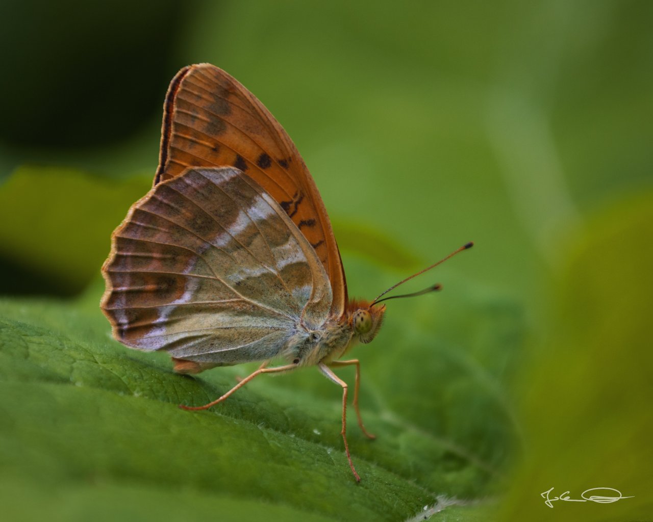 Butterfly: Silver-washed Fritillary / Kaisermantel