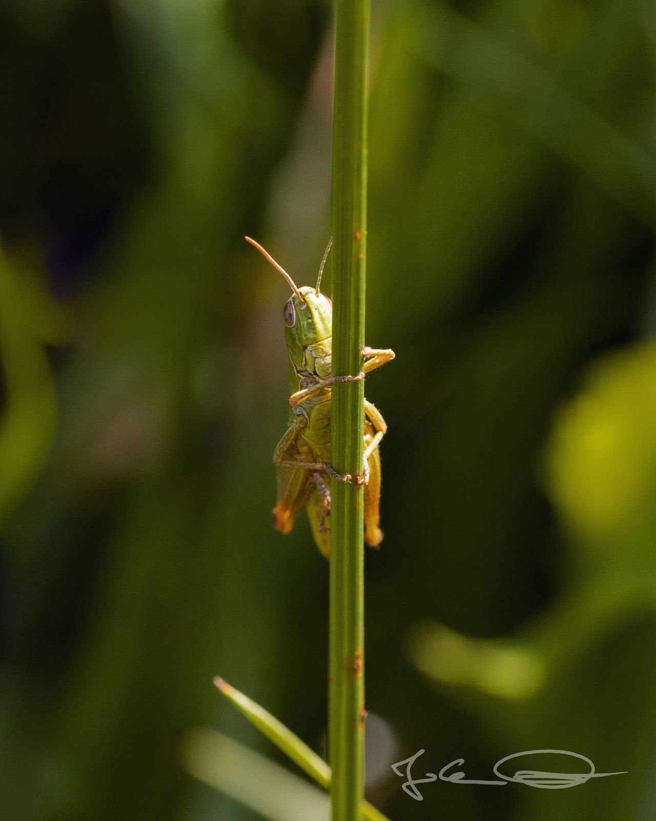 Macro: Climb and hide / Klettern und verstecken