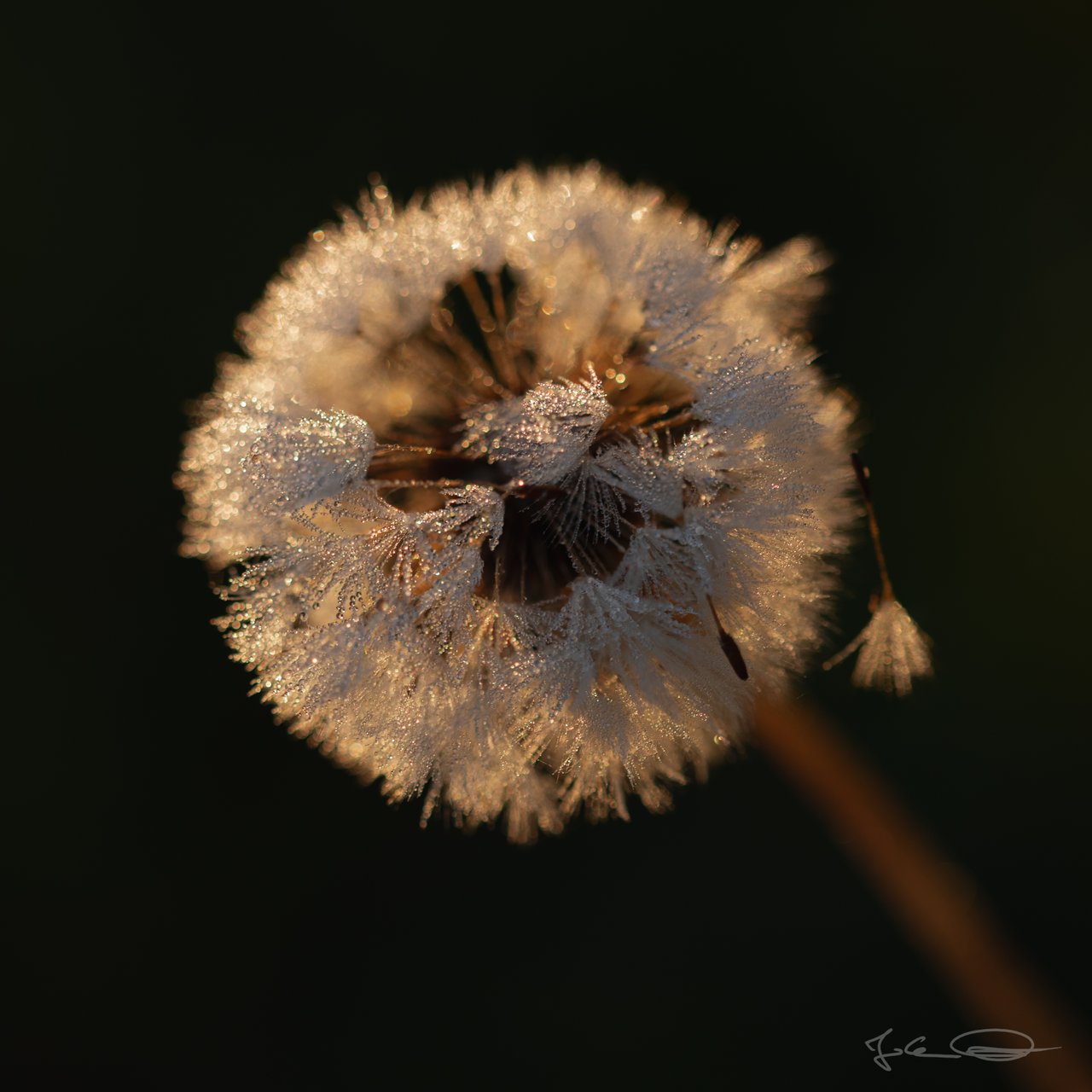 Macro: Wet Dandelion / Nasse Pusteblume