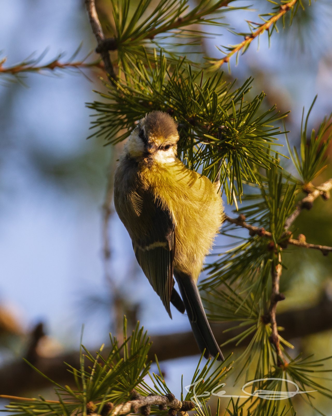Wildlife: Eurasian blue tit / Blaumeise
