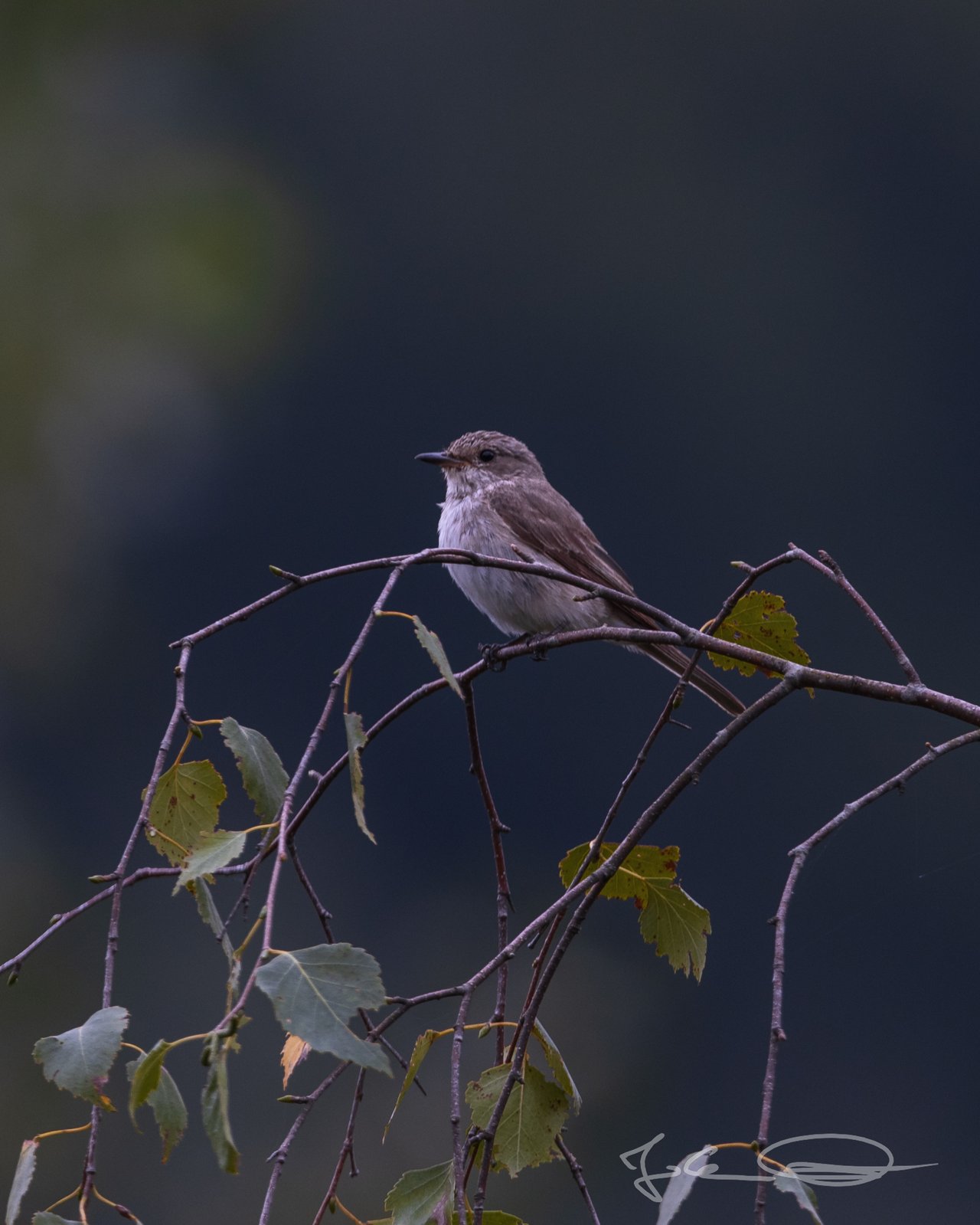 Wildlife: Spotted Flycatcher / Grauschnäpper