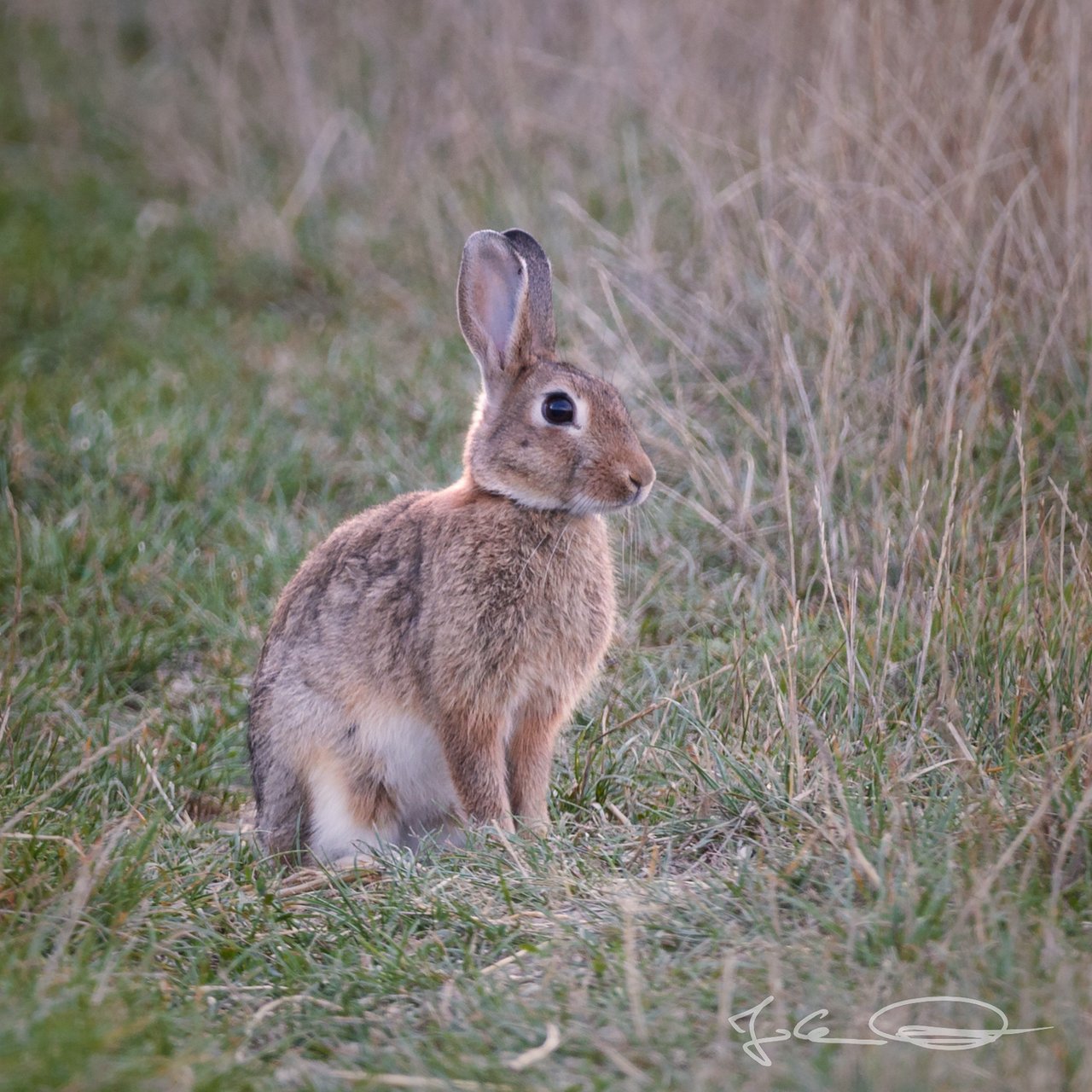 Wildlife: Hare - Rabbit / Feldhase