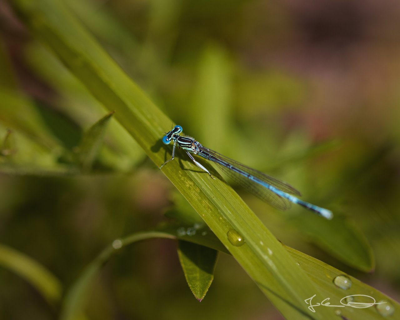 Macro: White-legged Damselfly / Blaue Federlibelle