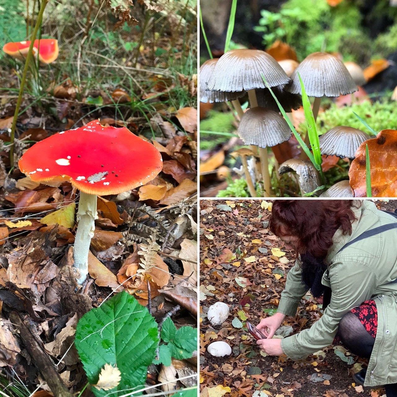 Mushrooms and a woman taking photos