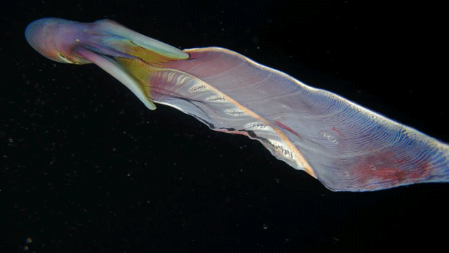 BlanketOctopus1.gif