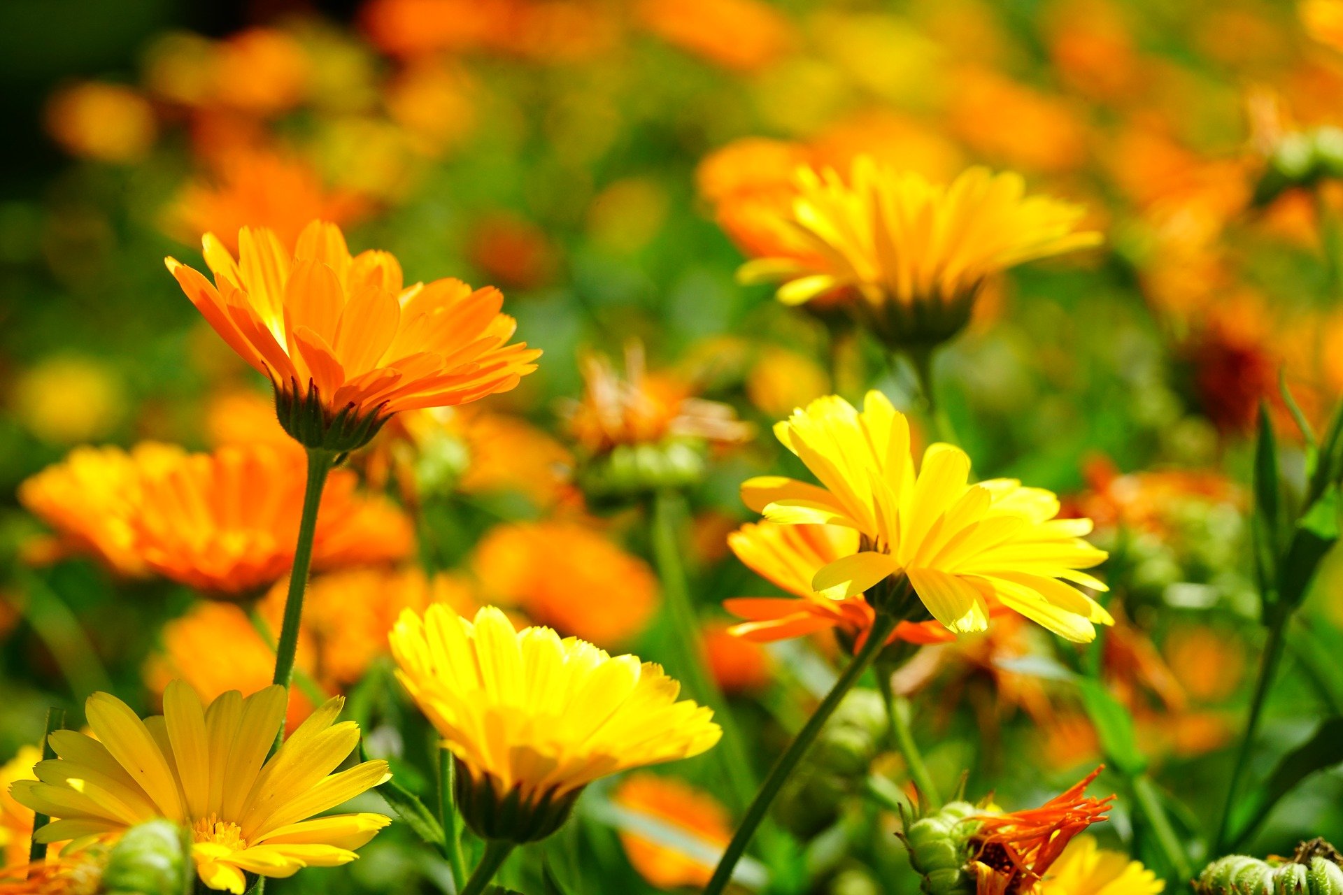 marigold3528402_1920.jpg