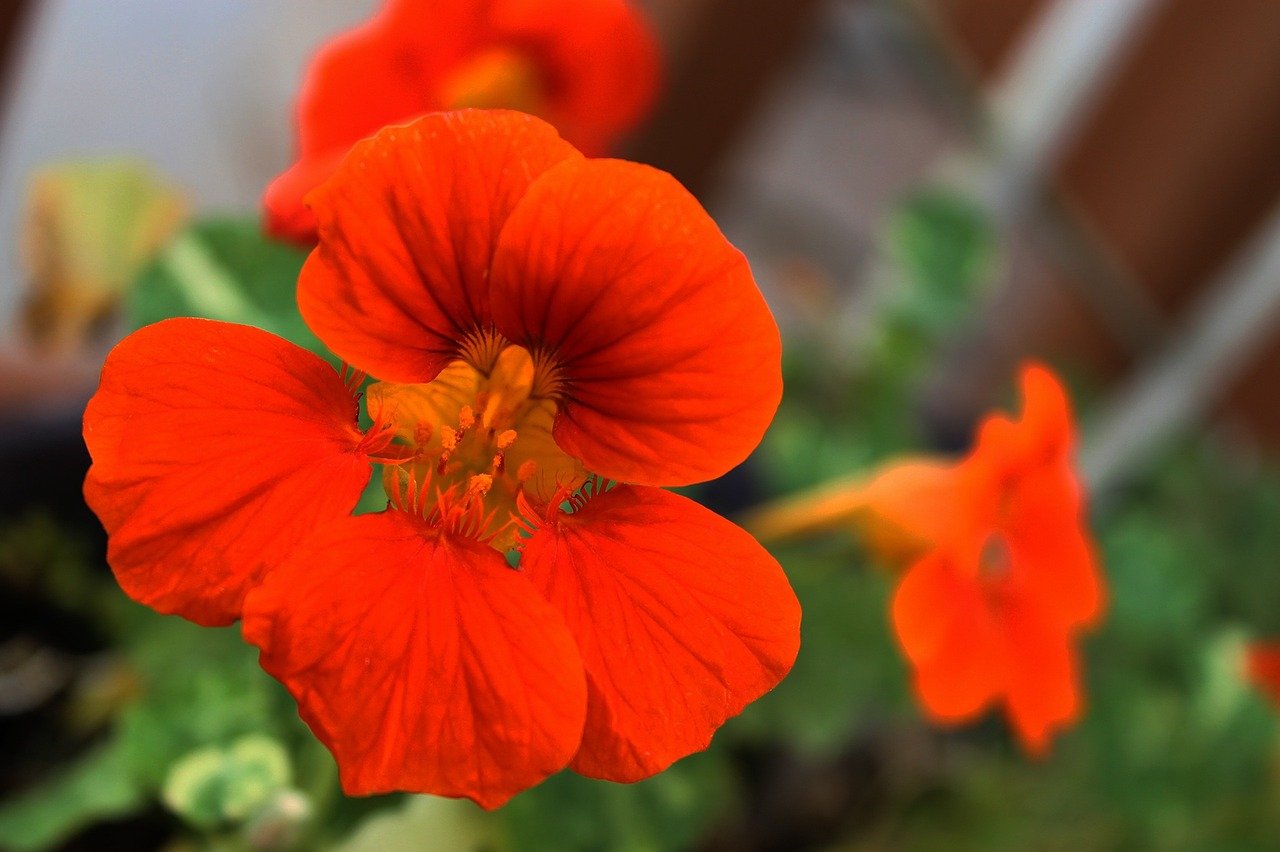 nasturtium686987_1280.jpg