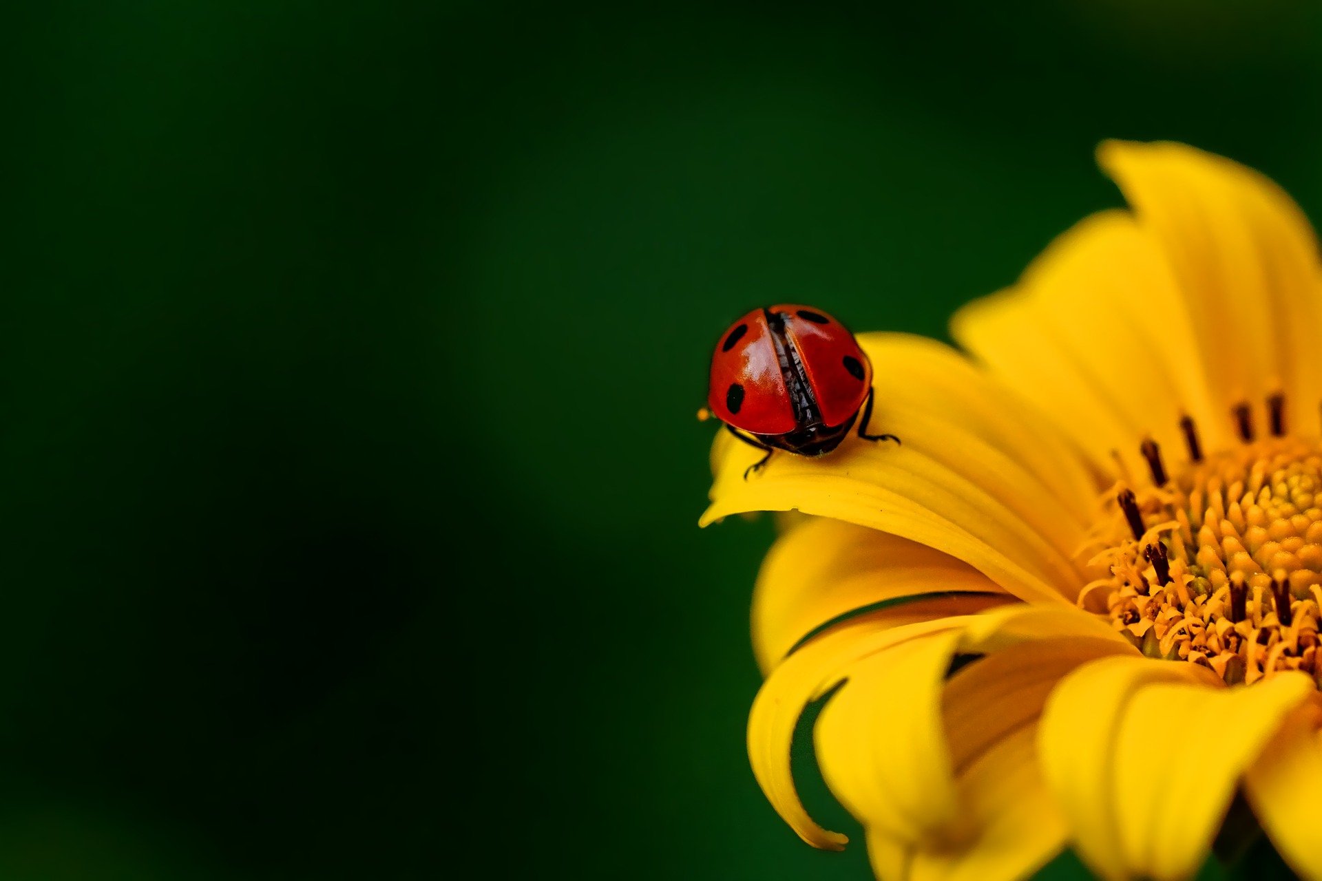ladybug3475779_1920.jpg