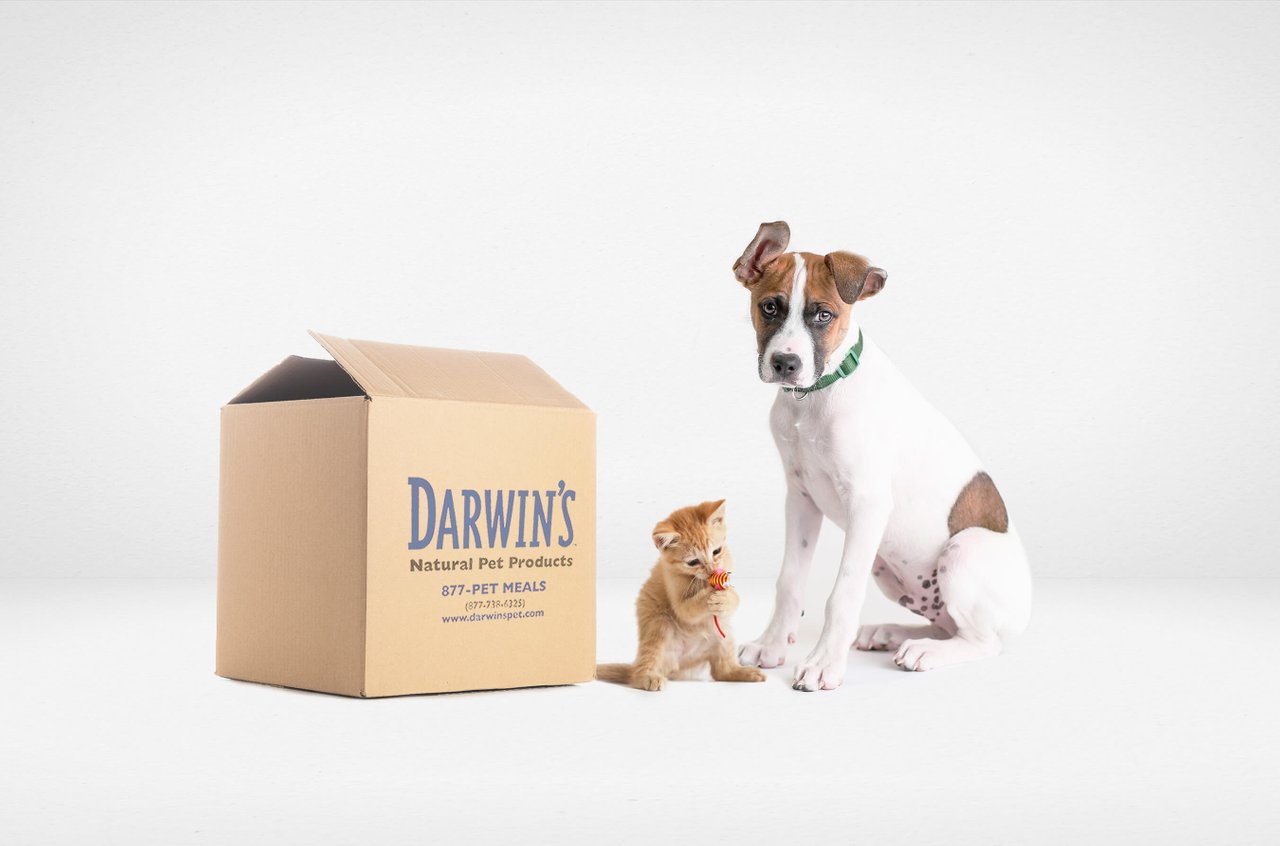 DarwinsPetAdoptions.jpg