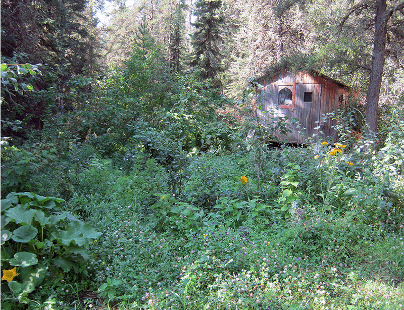 my forest food garden.gif