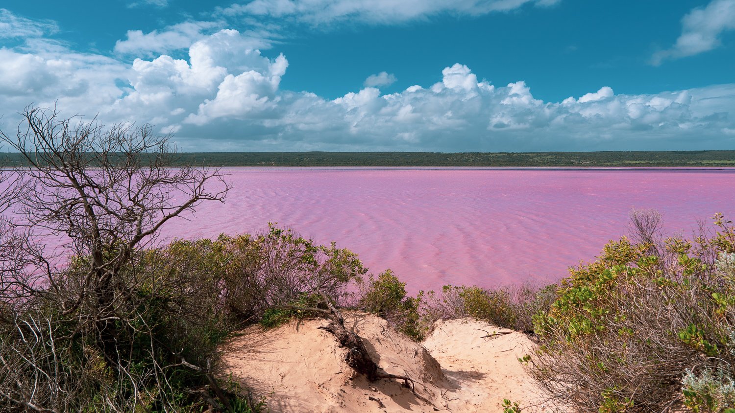 Can You Swim In The Pink Lake Kalbarri Hutt Lagoon A K A Pink Lake Australia Steempeak