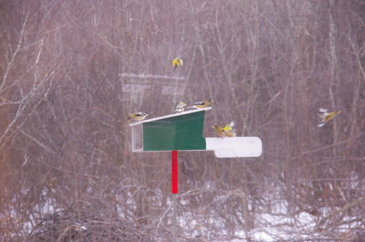 Party On The New Bird Feeder Steempeak