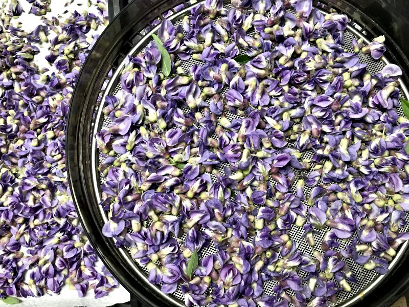dehydrating Wisteria Buds.jpg