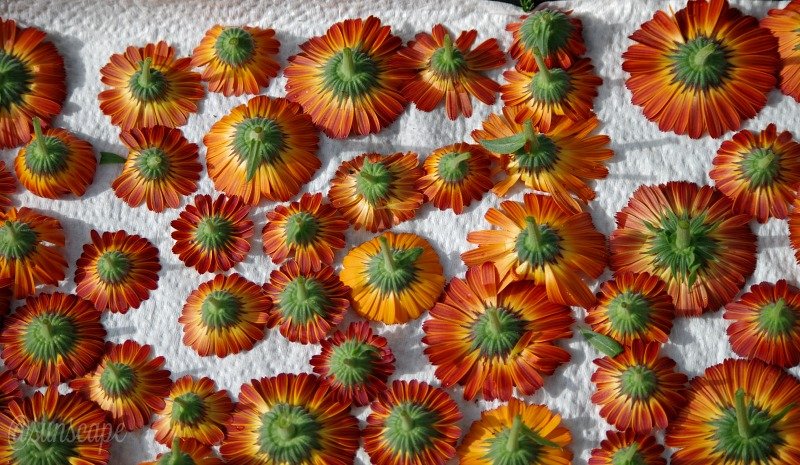 steemitcalendulaflowersgardeningvrigo.jpg