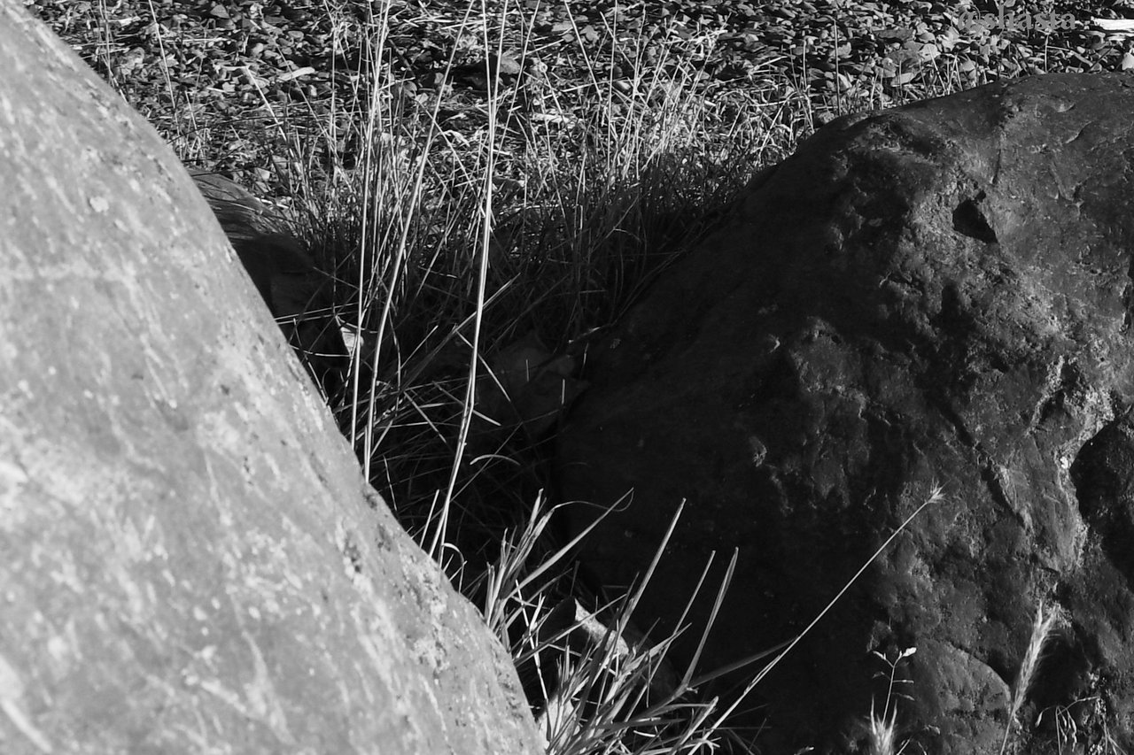 shasta2020april3rd47stones8io.jpg
