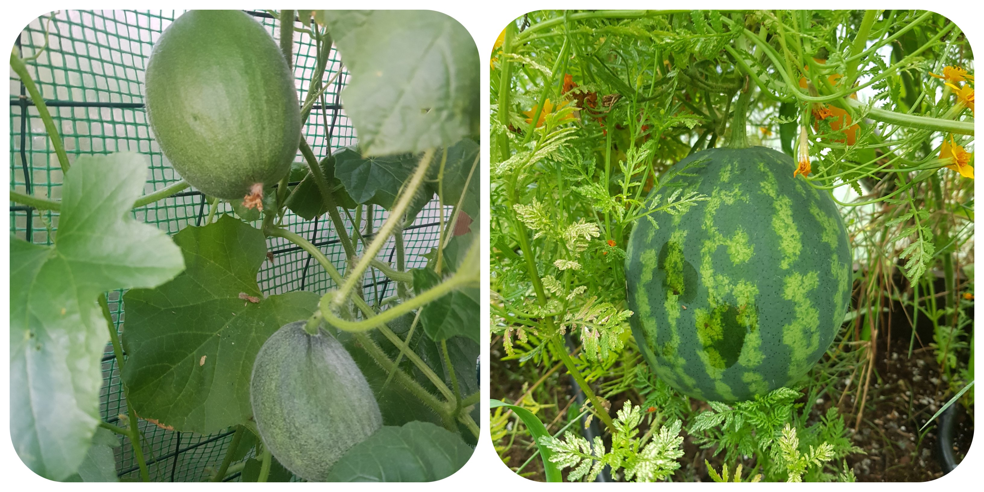 melons.jpg