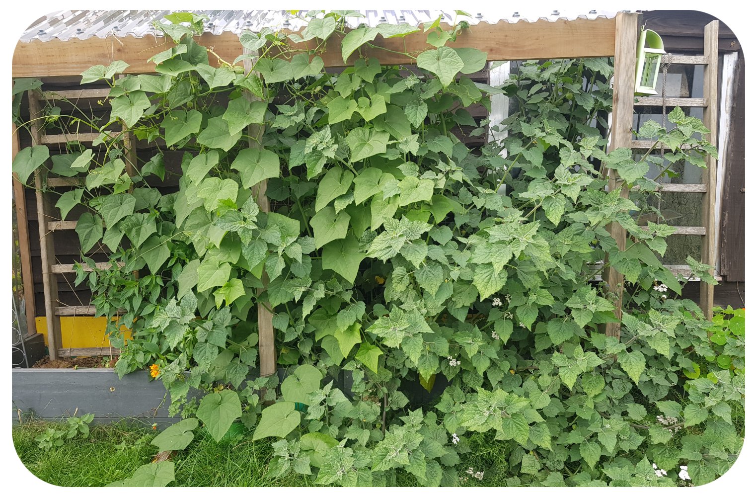 chayote and cape Gooseberry.jpg