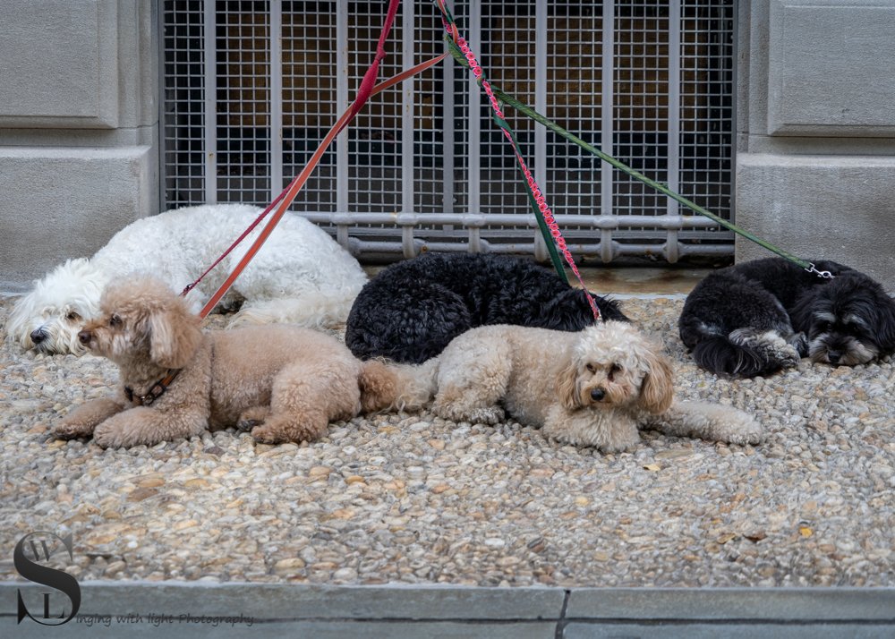 1 Puppies5.jpg