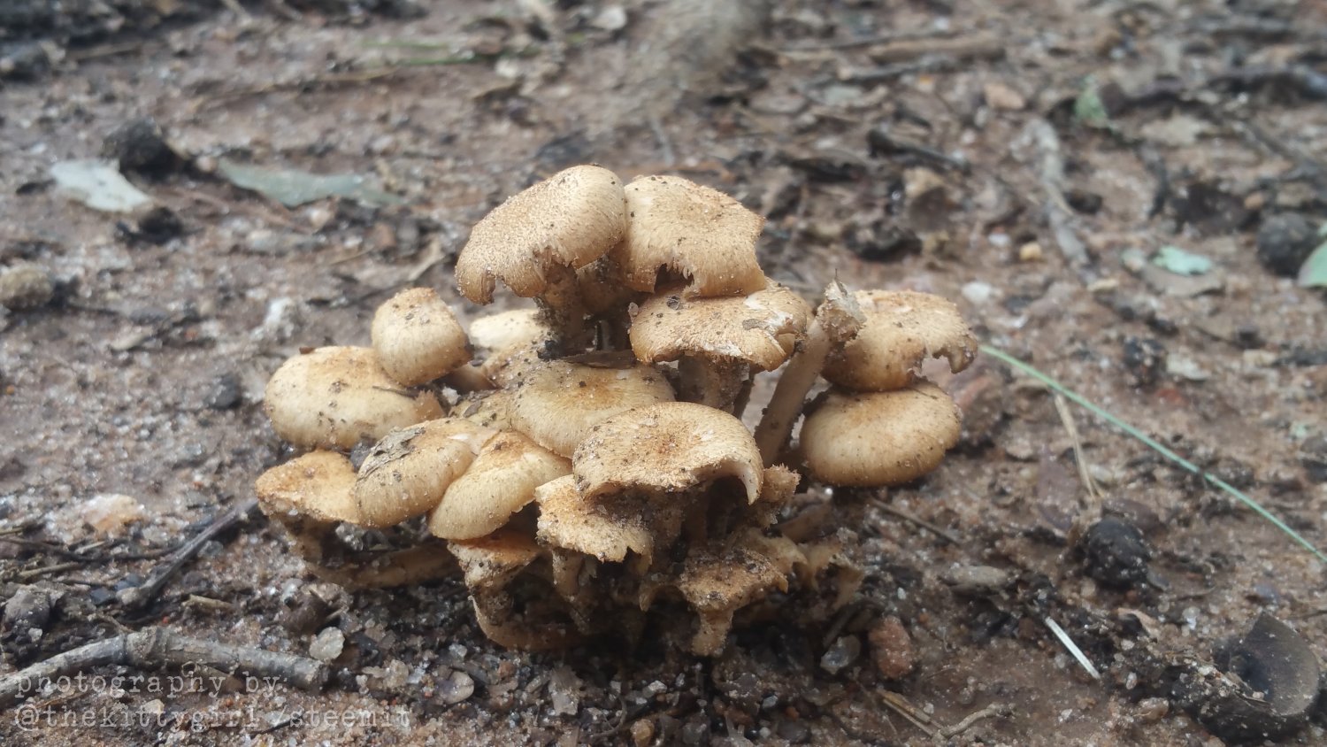MushroomCondo3.jpg